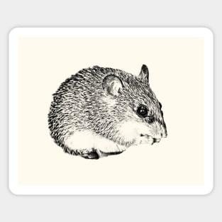 Cairo spiny mouse Sticker